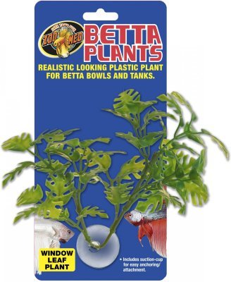 Betta Plant – rostlinka na sklo