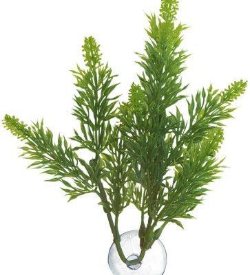 Malaysian Fern – Přírodní keřová rostlina L
