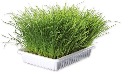 Tráva Trixie miska pro koťata 100g