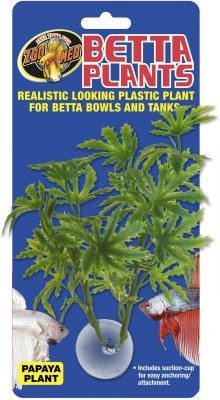 Betta Plant – Papája