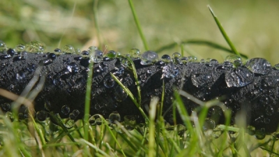Zahradní zavlažovací kapací hadice 7,5m 1/2" AQUA-DROP BRADAS WAD1/2075