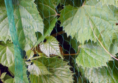 Ochranná síť proti ptákům 4x5m 10g/m2 BIRD NET BRADAS AS-BN10191940005