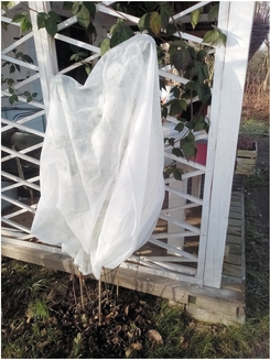 Flo 89750 Ochranný kryt na rostliny 180 × 120 cm, netkaná textilie 30 g/m²