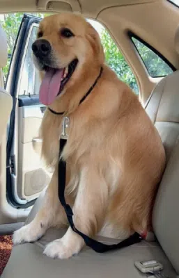 Sikkerhedsline til hunde og katte i bilen