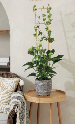 ECHELLE BAMBOO podpora kvetov 0.6m