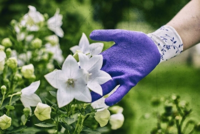 Rukavice FLOWER LILA veľkosť 7 (balenie 12ks)